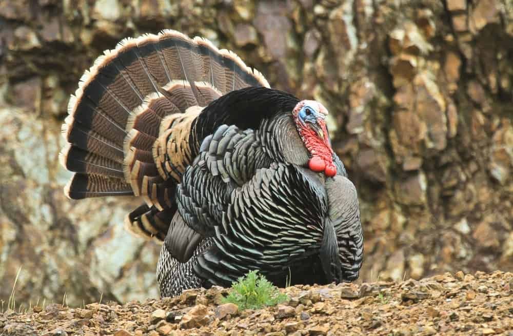 best gun for turkey hunting