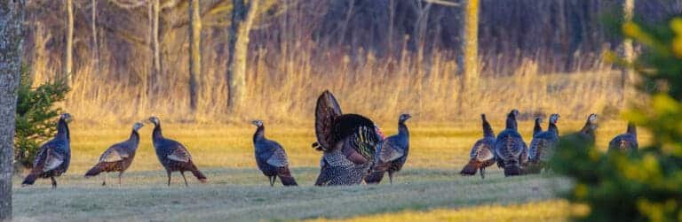 Fall Turkey Hunting – My Favorite Time of the Year