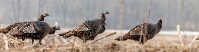 Mastering Turkey Hunting in the Rain: Expert Tips & Strategies