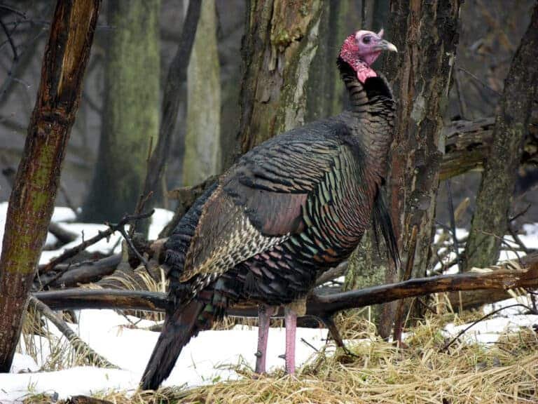In the Language of Turkeys: Signs, Sounds, and Social Dynamics