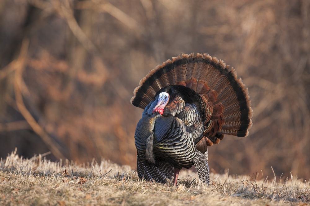 michigan turkey season, spring turkey hunting season, michigan department of natural resources