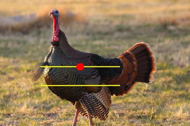 Choosing the Best Turkey Loads to Maximize Your Success!