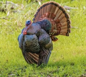 minnesota turkey season
