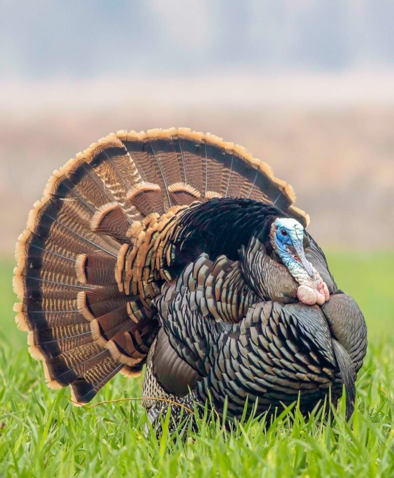 New York Turkey Season: A Bounty of Hunting Delights