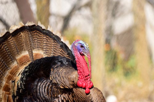 best turkey hunting scope features