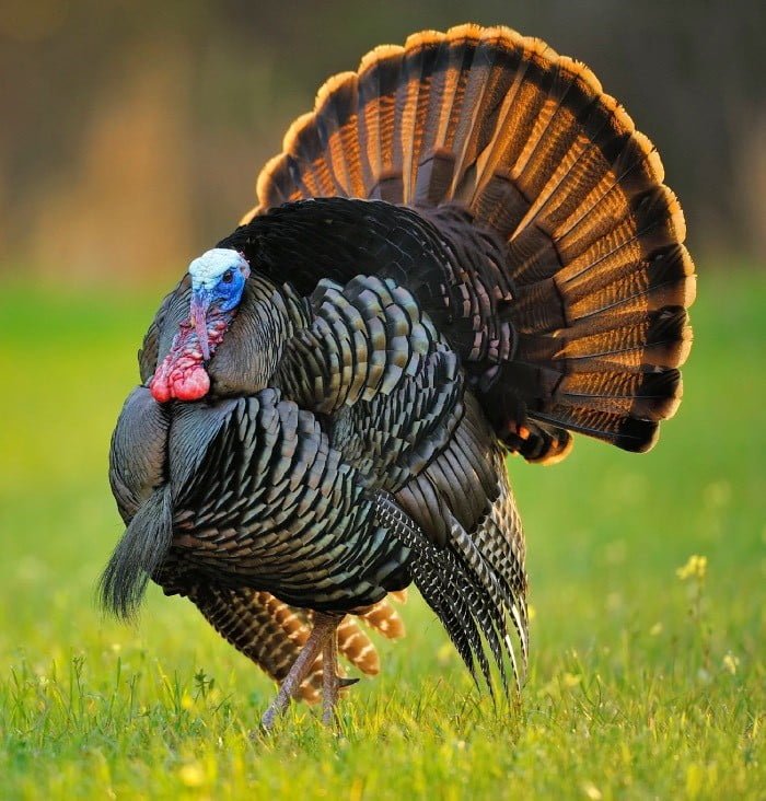 Turkey Hunting Texas: What You Need to Know